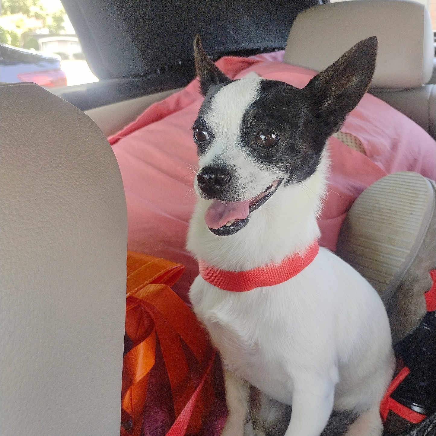 Ellie joined the competition — help win amazing prizes! accessories, animal, belt, canine, car, car_interior, carseat, chihuahua, couch, cushion, dog, furniture, homedecor, hound, leash, pet, puppy, strap, transportation, vehicle