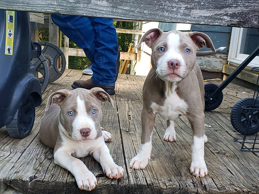 Cece And Lyla joined the competition — help win amazing prizes! canidae, carnivore, chair, companion_dog, dog, dog_breed, fawn, fur, hunting_dog, mammal, non_sporting_group, pet_supply, snout, sporting_group, whiskers, working_animal