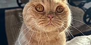 Mamaou participe au concours pour gagner de l'argent avec cette photo : cat, scottish_fold, amber_eyes, whiskers, close_up, indoor, furry, pet, cozy, blanket, cute, animal, fur, sitting, domestic_cat, portrait, soft_light, relaxed, table, home