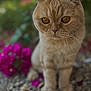 cat, scottish_fold, animal, pet, outdoor, gravel, flower, greenery, fur, whiskers, cute, portrait, nature, small, mammal, eyes, ears, standing, soft_light, blurred_background