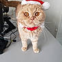 cat, orange_cat, pet, animal, santa_hat, holiday, festive, desk, office, collar, bell, whiskers, fur, cute, domestic_animal, indoor, tabby, standing, close_up, curious