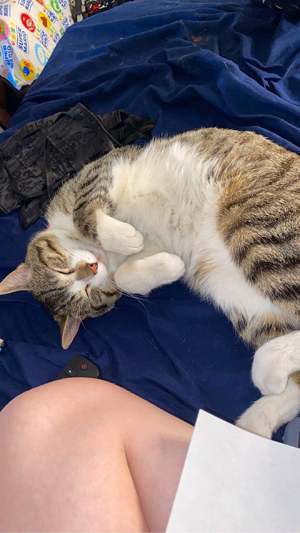 Oscar is registered to the contest to win money with this photo: carnivore, cat, claw, cloud, comfort, domestic_short_haired_cat, felidae, fur, human_leg, lap, linens, mammal, nap, paw, sleep, small_to_medium_sized_cats, tail, vertebrate, whiskers
