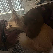 Ziggy is registered to the contest to win money with this photo: animal, blanket, brown_dog, calm, closeup, companion, couch, cozy, dog, friendship, fur, home, indoor, pets, relaxing, resting, snuggling, soft_light, white_dog, window_blinds