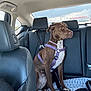 Ziggy is registered to the contest to win money with this photo: animal, backseat, blanket, brown_dog, calm, car_interior, daylight, dog, dog_harness, domestic_animal, headrest, leash, leather_seat, looking_out_window, pet, road_trip, seatbelt, sitting, vehicle, window