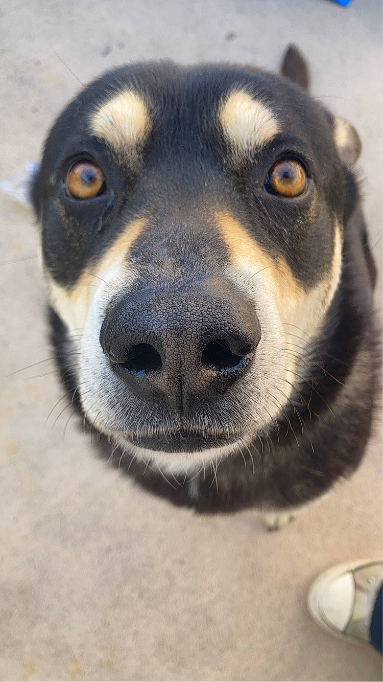 Ramón joined the competition — help win amazing prizes! ancient_dog_breeds, canidae, carnivore, companion_dog, dog, dog_breed, fawn, fur, paw, snout, sporting_group, street_dog, terrestrial_animal, whiskers, wildlife, working_animal, working_dog