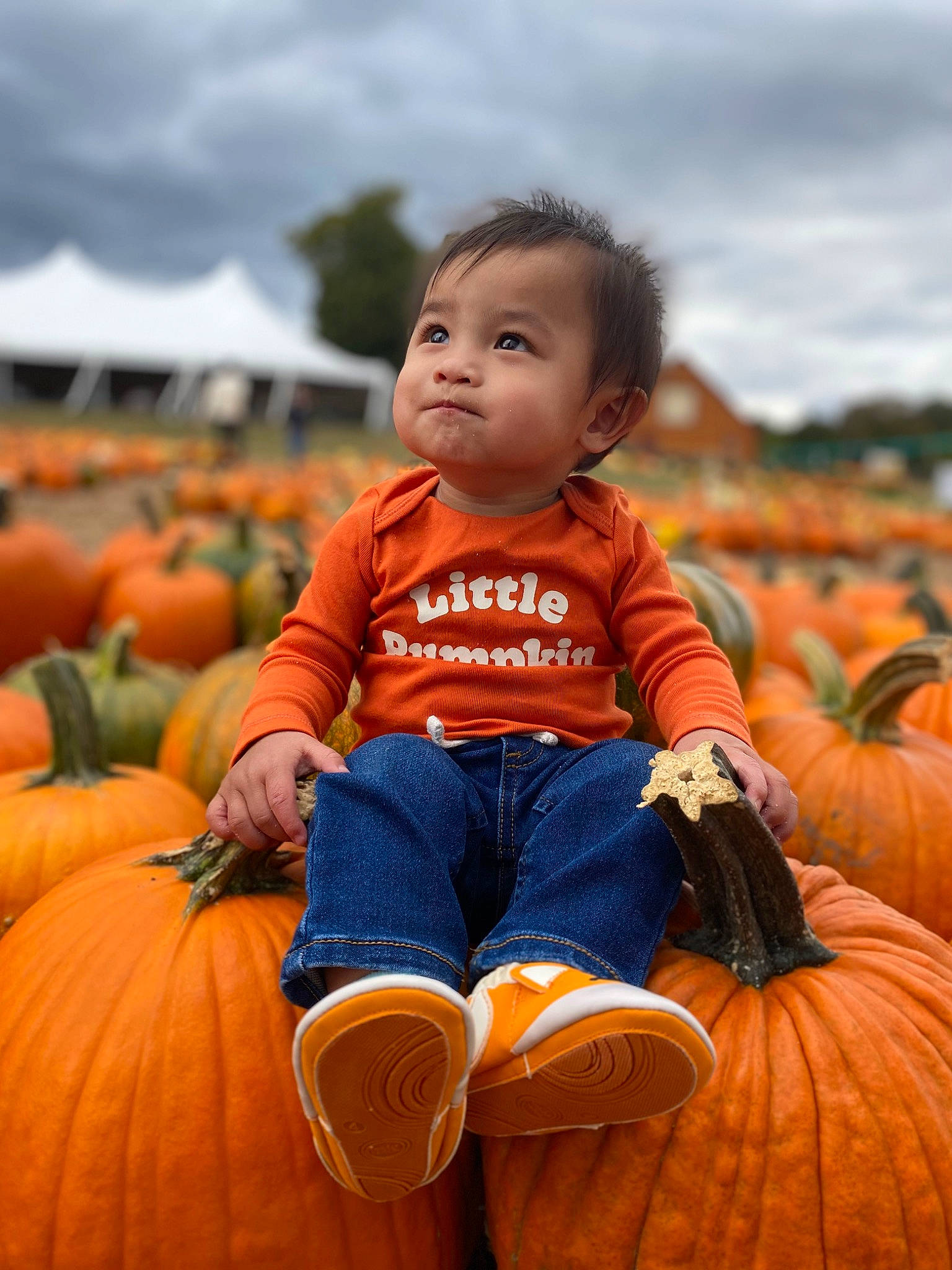 Harlow is registered to the contest to win money with this photo: calabaza, cloud, cucurbita, eye, facial_expression, gourd, grass, happy, natural_foods, orange, people, people_in_nature, person, photograph, plant, pumpkin, sky, smile, squash, vegetable