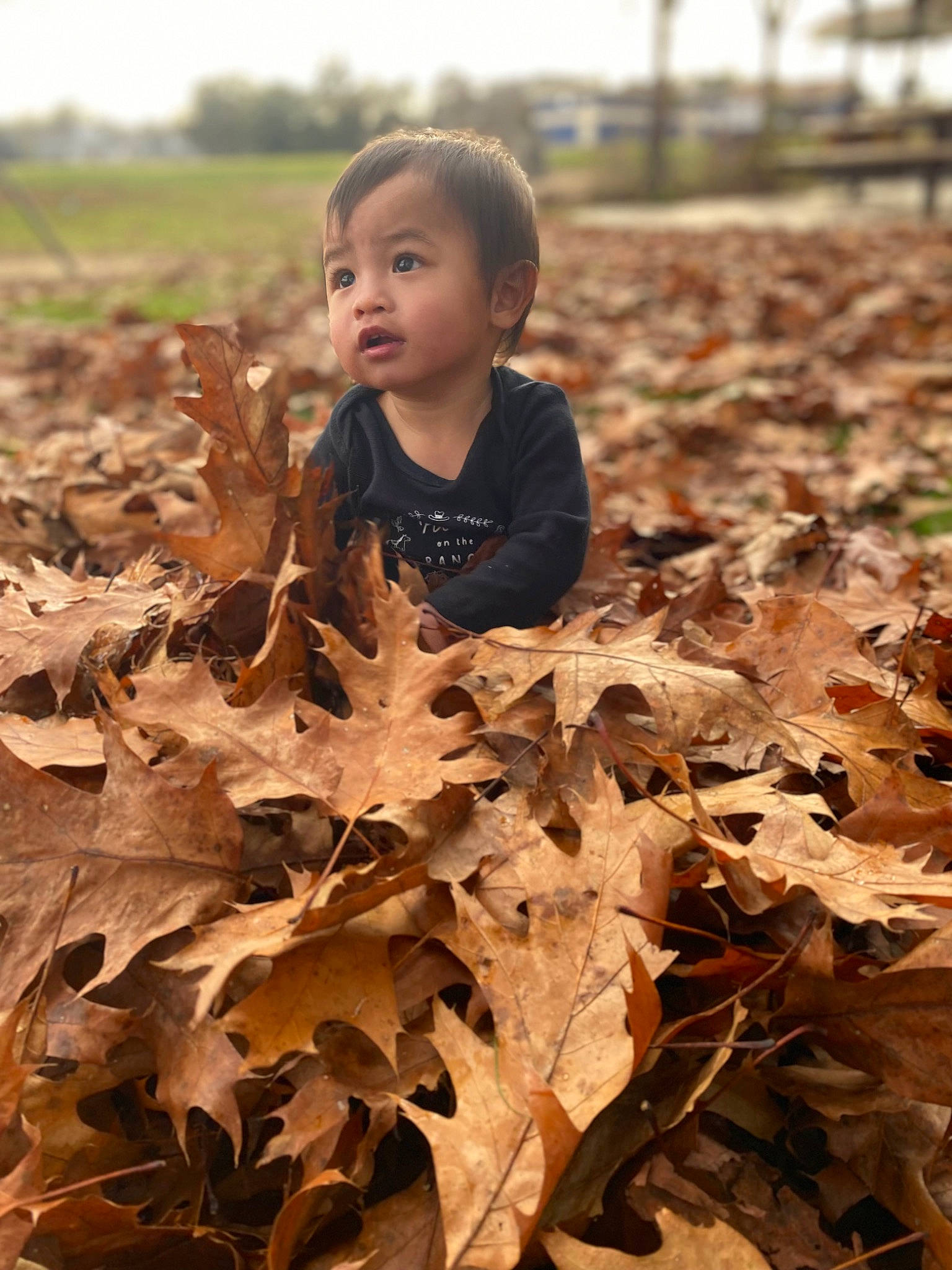 Harlow is registered to the contest to win money with this photo: adaptation, beauty, brown, deciduous, flash_photography, grass, happy, landscape, leaf, natural_environment, nature, people_in_nature, person, plant, soil, sunlight, tints_and_shades, toddler, tree, wood