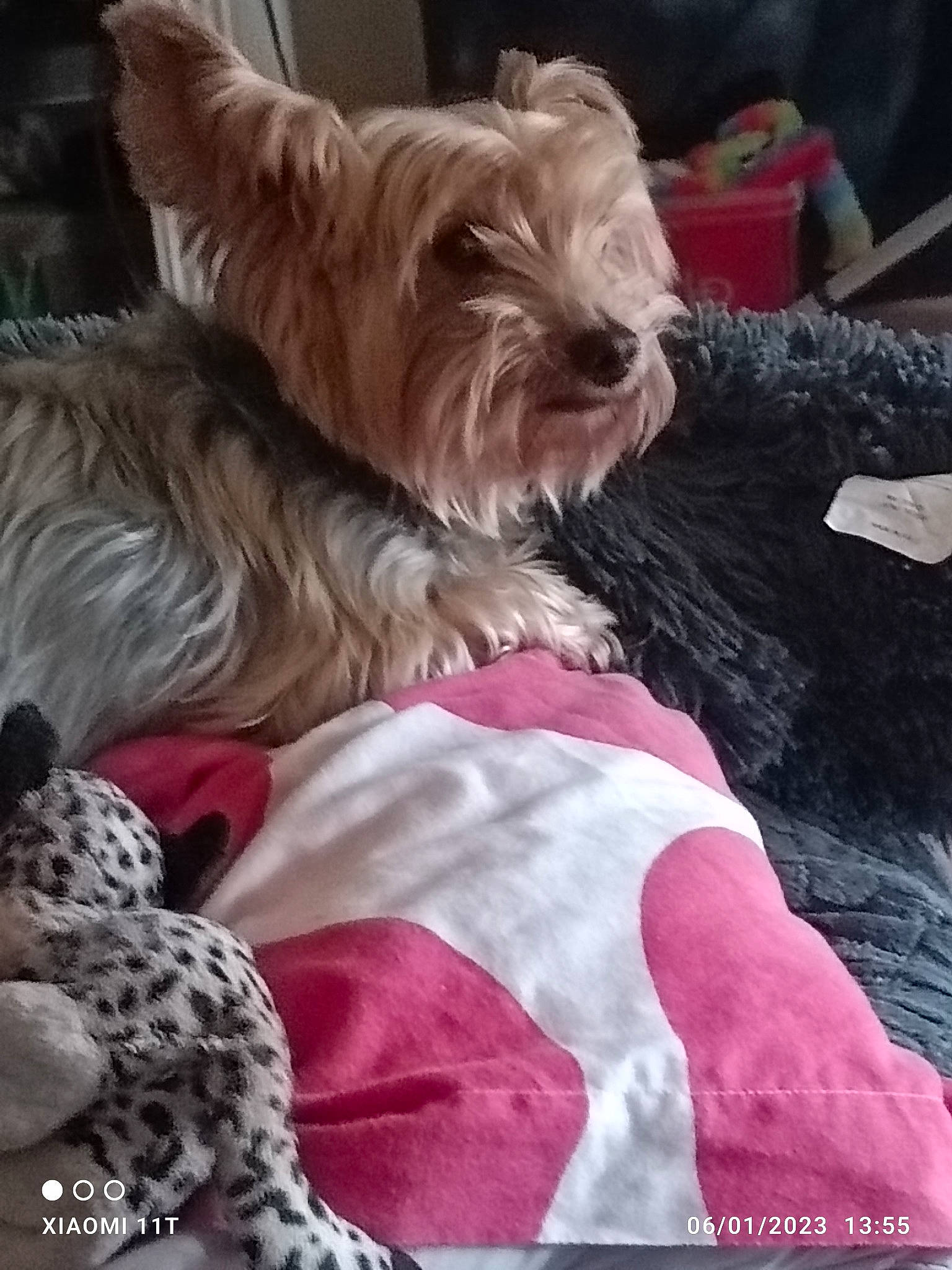 Mozart participe au concours pour gagner de l'argent avec cette photo : biewer_terrier, canidae, carnivore, comfort, companion_dog, dog, dog_breed, dog_supply, fawn, fur, linens, liver, schnauzer, small_terrier, snout, sporting_group, terrier, toy, toy_dog, yorkipoo