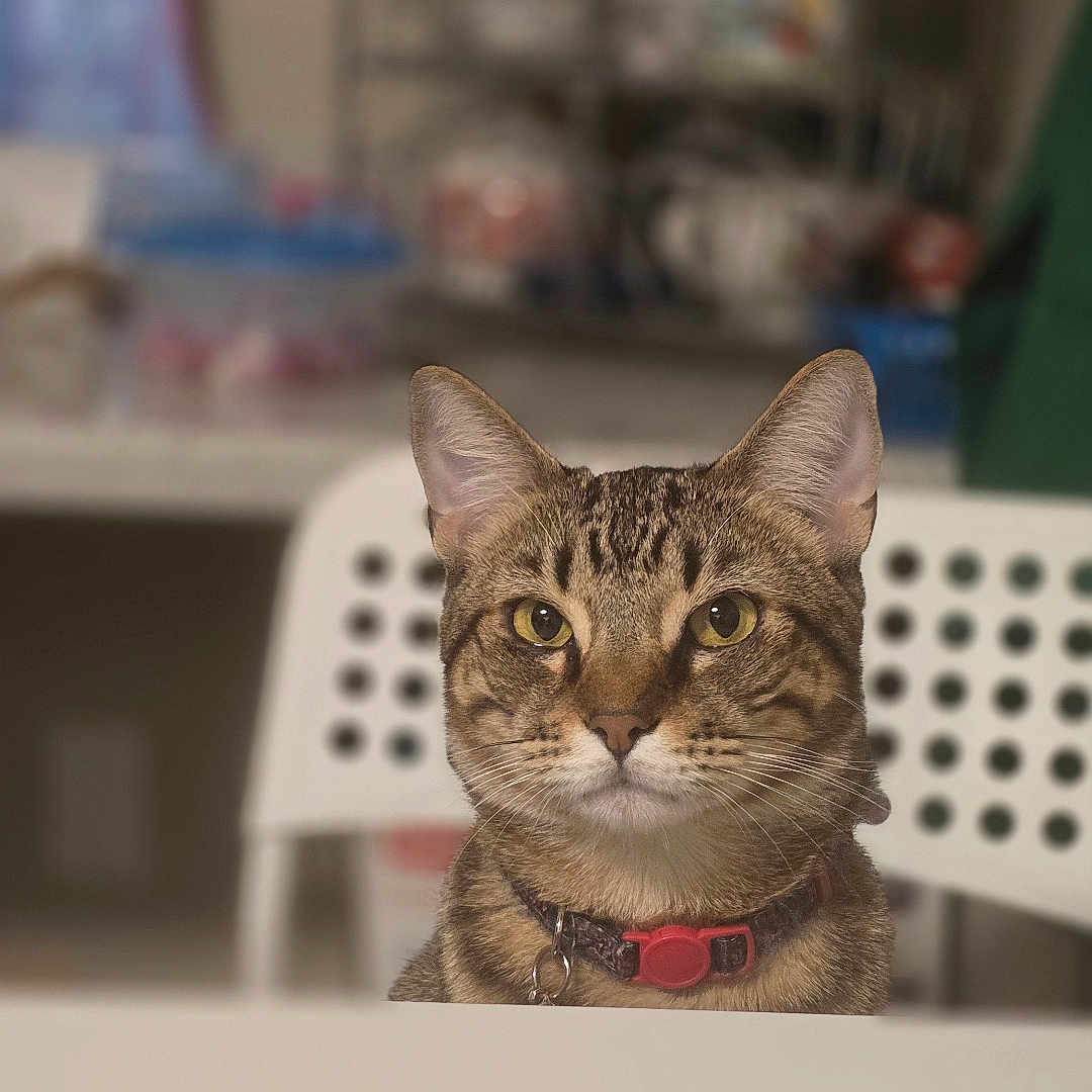 Loki joined the competition — help win amazing prizes! abyssinian, animal, bookcase, cat, closet, cupboard, egyptiancat, furniture, indoors, kitten, manx, person, pet, plywood, shelf, siamese, wood