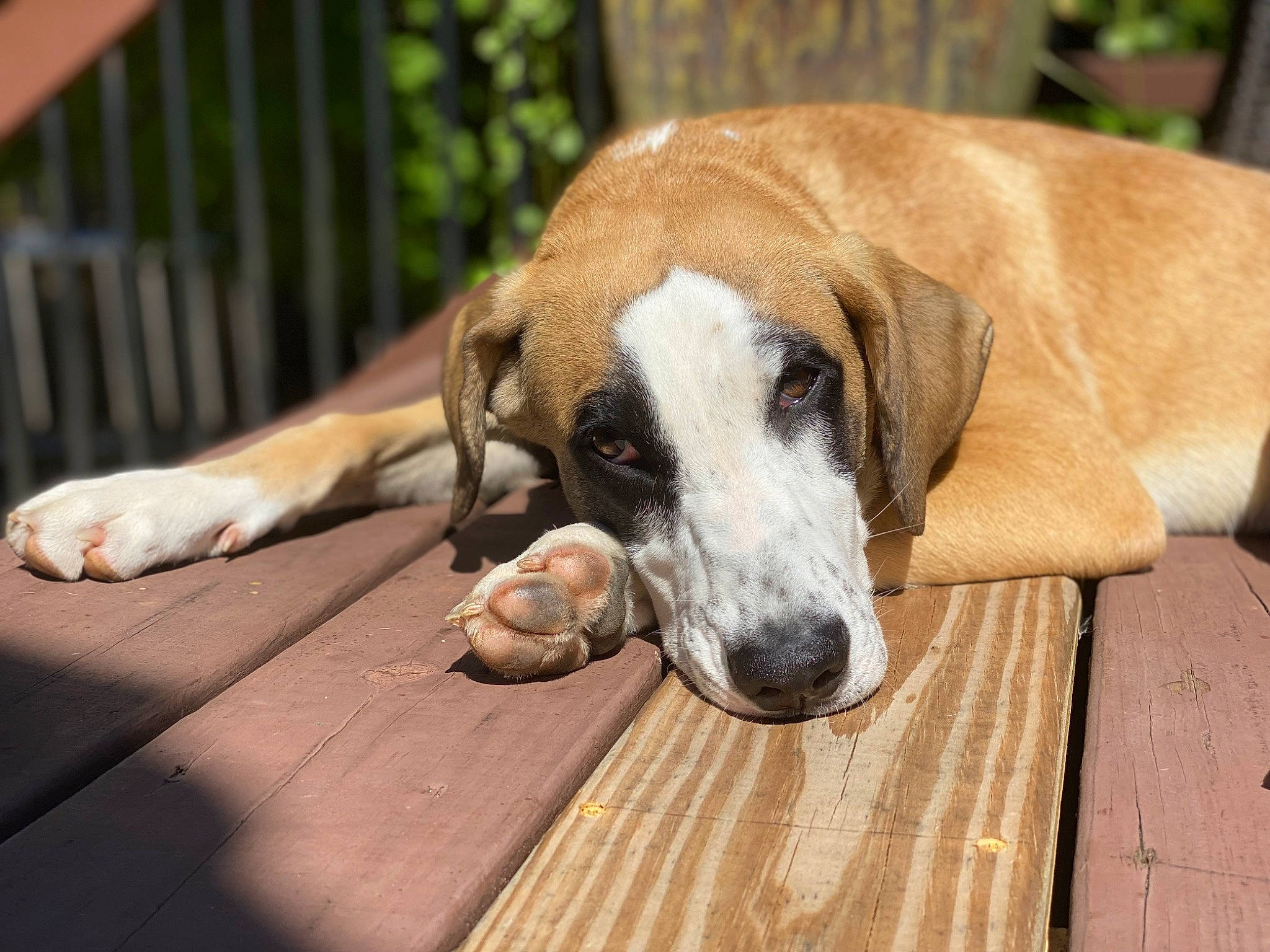 Layla is registered to the contest to win money with this photo: canidae, carnivore, comfort, companion_dog, dog, dog_breed, dog_supply, fawn, fence, flooring, hardwood, pet_supply, plank, scent_hound, snout, sporting_group, terrestrial_animal, wood, wood_flooring, working_animal