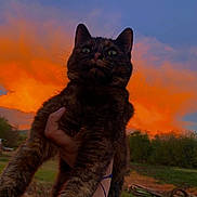 Chompy is registered to the contest to win money with this photo: cat, tortoiseshell, sunset, sky, orange, blue, outdoor, animal, pet, nature, hand, grass, field, clouds, scenery, evening, portrait, feline, wildlife, colorful