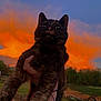 cat, tortoiseshell, sunset, sky, orange, blue, outdoor, animal, pet, nature, hand, grass, field, clouds, scenery, evening, portrait, feline, wildlife, colorful