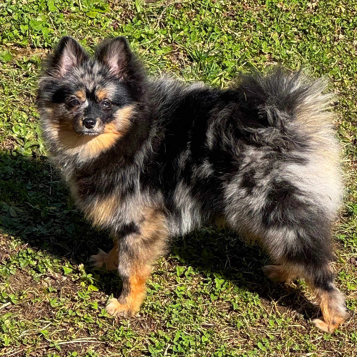 Naya participe au concours pour gagner de l'argent avec cette photo : affenpinscher, animal, canine, cockerspaniel, dog, field, flower, grass, grassland, green, lawn, nature, outdoors, papillon, pet, plant, puppy, soil, vegetation, yard