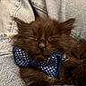 adorable, animal, black_fur, bow_tie, cat, close_up, cozy, cute, denim, domestic_animal, fashion, fur, indoor, kitten, lap, pet, polka_dot, resting, sleeping, young