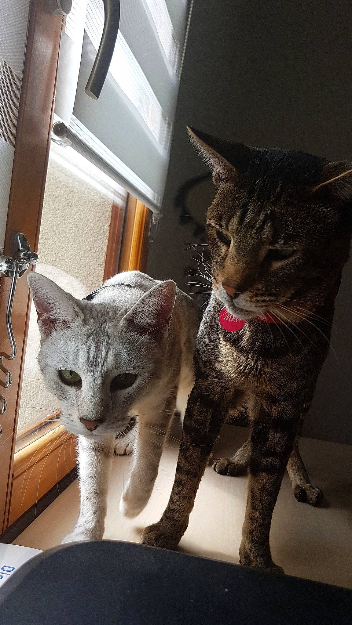 N'Jiny a rejoint le concours — aidez-le/la à gagner de superbes lots ! american_shorthair, asian, california_spangled, carnivore, cat, domestic_short_haired_cat, dragon_li, egyptian_mau, european_shorthair, felidae, fur, german_rex, kitten, mammal, ojos_azules, pixie_bob, small_to_medium_sized_cats, tabby_cat, vertebrate, whiskers