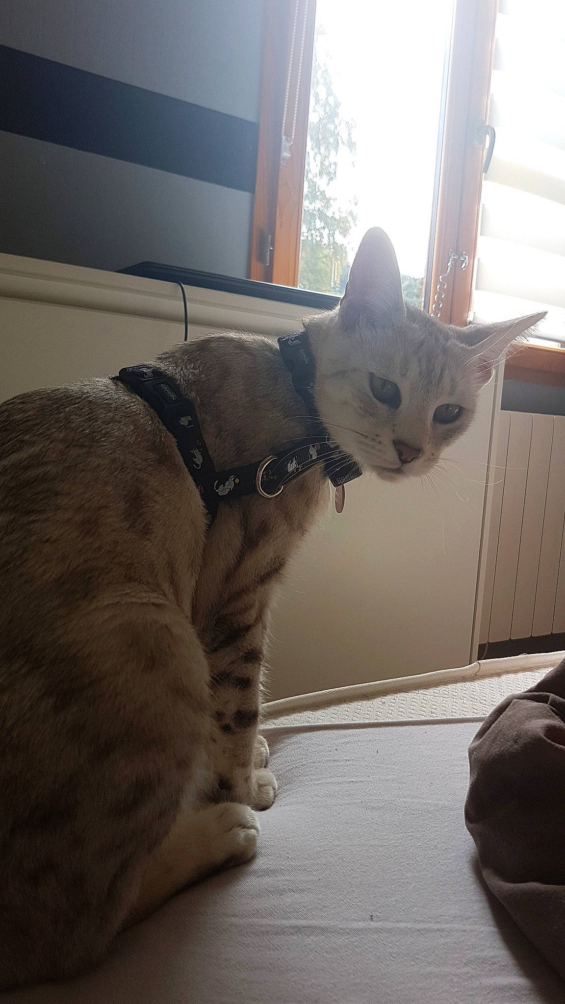 N'Jiny participe au concours pour gagner de l'argent avec cette photo : asian, carnivore, cat, devon_rex, domestic_short_haired_cat, european_shorthair, fawn, felidae, fur, mammal, ocicat, small_to_medium_sized_cats, snout, tabby_cat, tail, whiskers