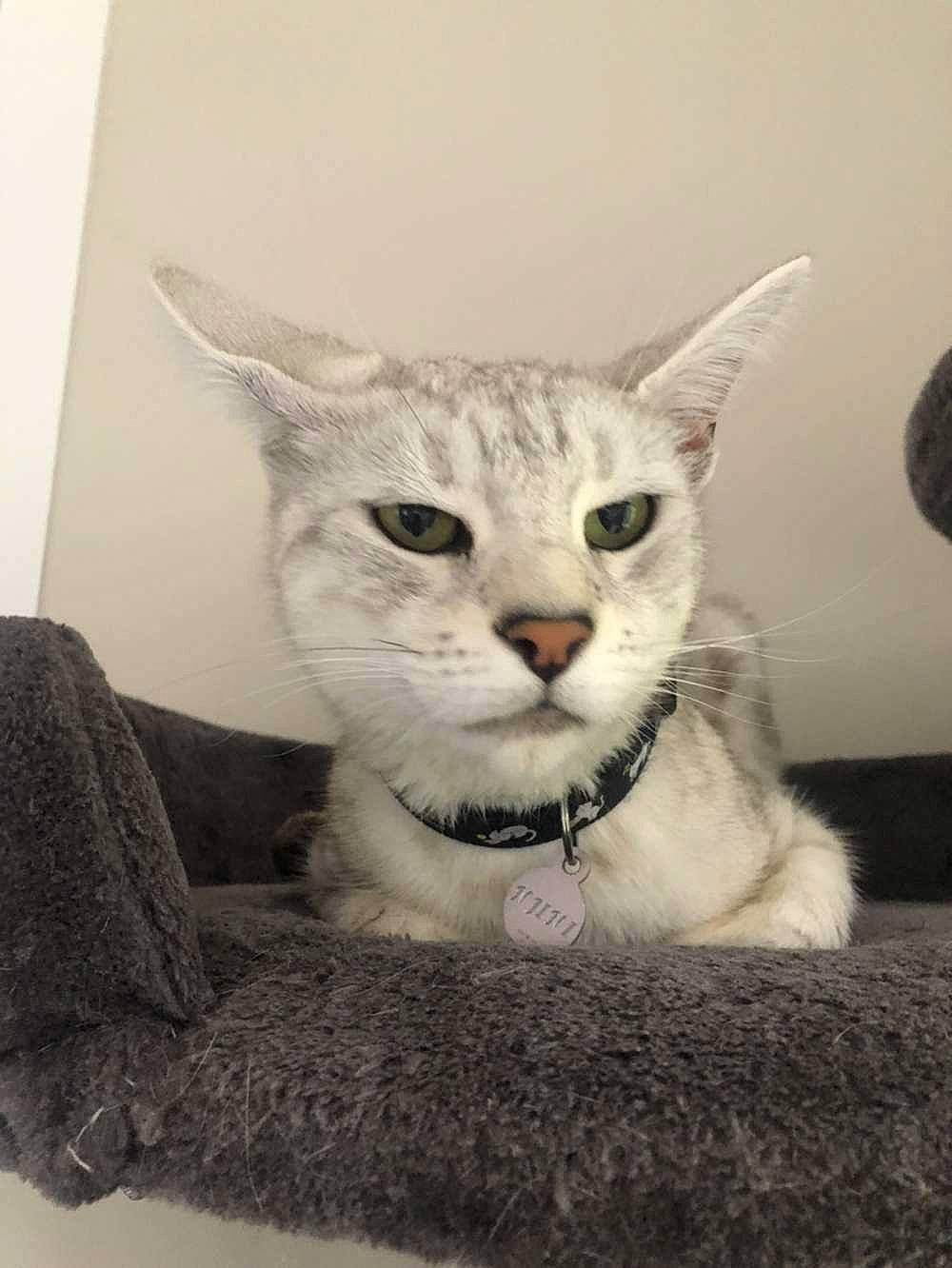 N'Jiny a rejoint le concours — aidez-le/la à gagner de superbes lots ! american_shorthair, american_wirehair, asian, australian_mist, british_shorthair, burmilla, carnivore, cat, domestic_short_haired_cat, ear, european_shorthair, felidae, kitten, mammal, small_to_medium_sized_cats, tabby_cat, vertebrate, whiskers