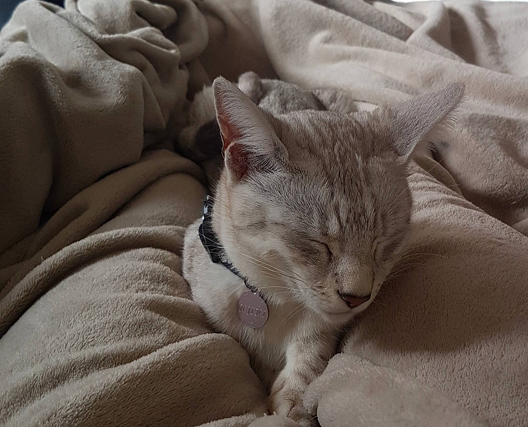 N'Jiny a rejoint le concours — aidez-le/la à gagner de superbes lots ! asian, burmilla, carnivore, cat, comfort, domestic_short_haired_cat, ear, fawn, felidae, fur, kitten, mammal, nap, singapura, small_to_medium_sized_cats, snout, whiskers