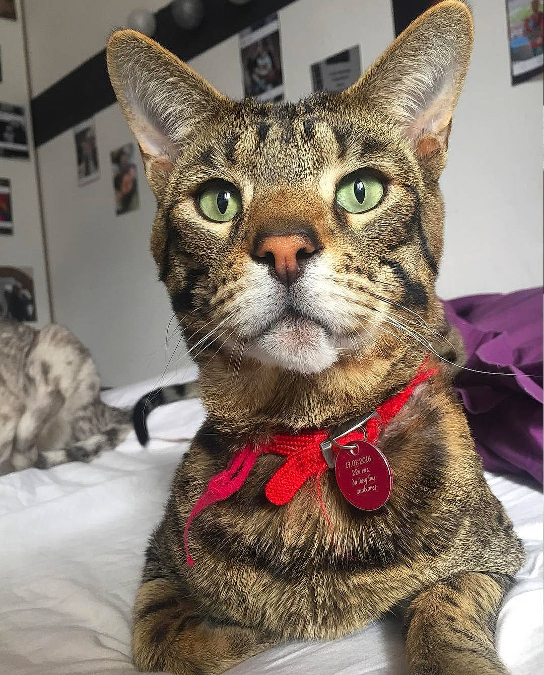 Meo a rejoint le concours — aidez-le/la à gagner de superbes lots ! american_shorthair, asian, california_spangled, carnivore, cat, chausie, collar, domestic_short_haired_cat, dragon_li, european_shorthair, felidae, german_rex, kitten, mammal, pixie_bob, small_to_medium_sized_cats, snout, tabby_cat, vertebrate, whiskers