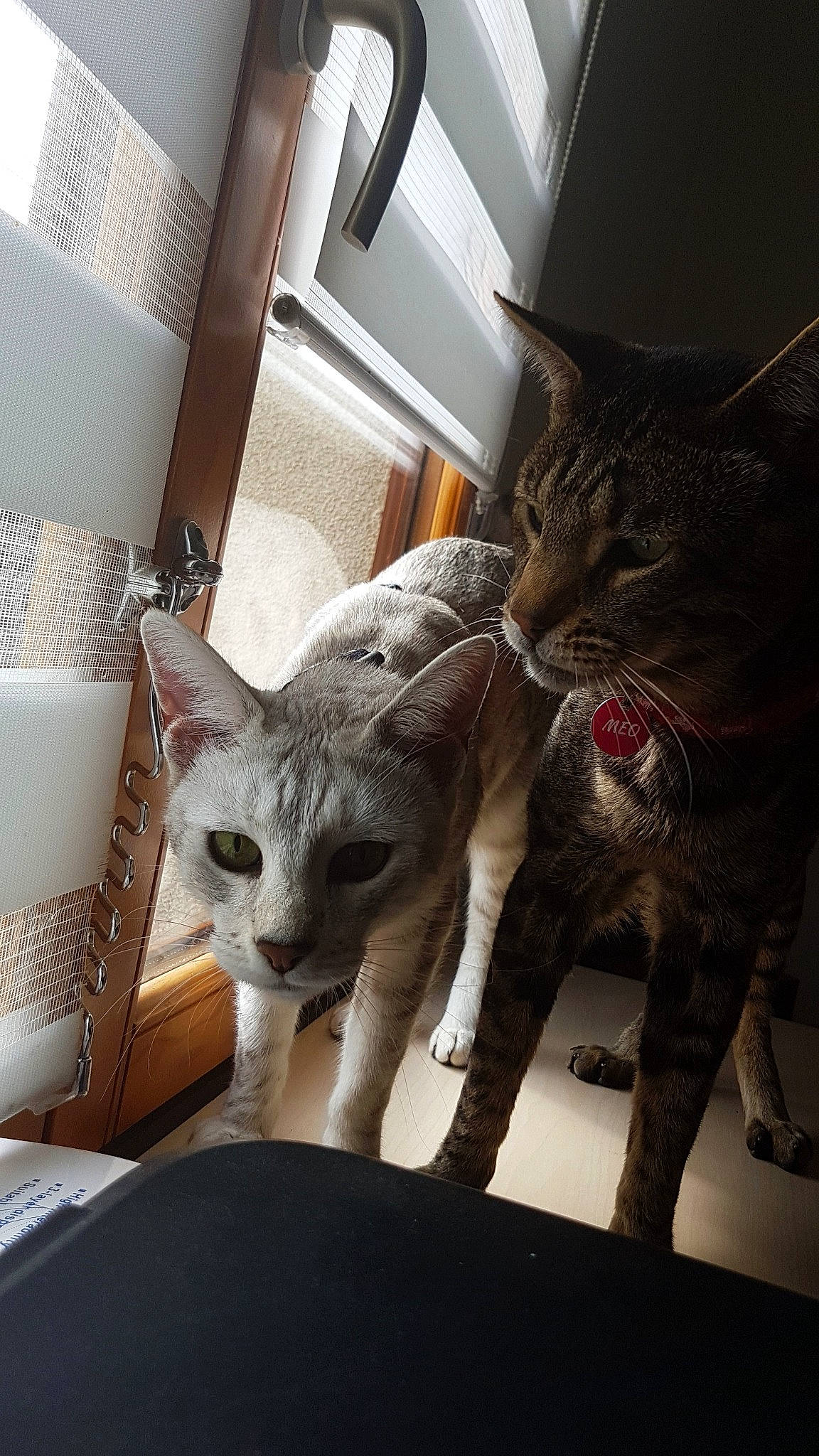 Meo participe au concours pour gagner de l'argent avec cette photo : american_shorthair, asian, carnivore, cat, devon_rex, domestic_short_haired_cat, egyptian_mau, european_shorthair, fawn, felidae, german_rex, kitten, mammal, ocicat, russian_blue, small_to_medium_sized_cats, tabby_cat, vertebrate, whiskers