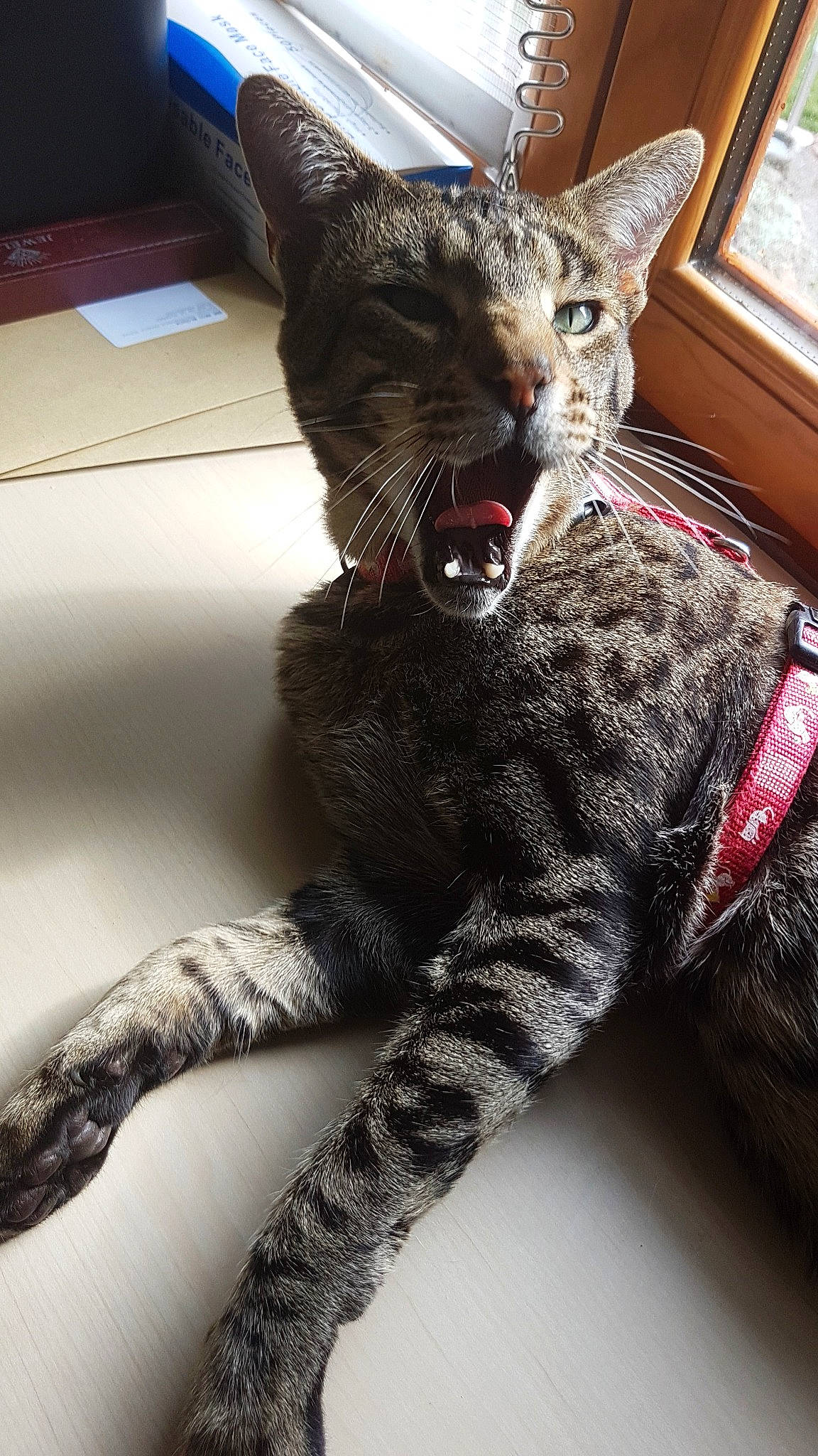 Meo participe au concours pour gagner de l'argent avec cette photo : asian, california_spangled, carnivore, cat, domestic_short_haired_cat, dragon_li, european_shorthair, facial_expression, felidae, fur, german_rex, mammal, oriental_longhair, oriental_shorthair, rex_cat, russian_blue, small_to_medium_sized_cats, snout, tabby_cat, whiskers