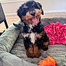 Weyland is registered to the contest to win money with this photo: dog, puppy, bernese_mountain_dog, tri_color, fluffy, sitting, tongue_out, pet, portrait, couch, sofa, blanket, chew_toy, orange_toy, pink_blanket, living_room, indoors, window, cozy, cute