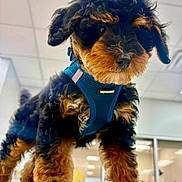 Weyland is registered to the contest to win money with this photo: dog, puppy, small_dog, curly_fur, black_and_tan, floppy_ears, blue_harness, pet, animal, portrait, close_up, indoors, counter, office, store, ceiling_lights, standing, looking_at_camera, fluffy, cute