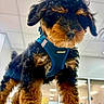 dog, puppy, small_dog, curly_fur, black_and_tan, floppy_ears, blue_harness, pet, animal, portrait, close_up, indoors, counter, office, store, ceiling_lights, standing, looking_at_camera, fluffy, cute