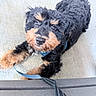 Weyland is registered to the contest to win money with this photo: dog, puppy, black_and_tan, curly_fur, fluffy, portrait, close_up, looking_up, brown_eyes, black_fur, tan_markings, blue_collar, leash, indoor, wooden_floor, pet, cute, adorable, tail, animal