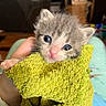 Lil Bit joined the competition — help win amazing prizes! adorable, animal, baby_animal, blue_eyes, cat, closeup, cozy, cute, domestic_animal, feline, fluffy, hand, indoor, kitten, pet, small, snuggled, soft, towel, young