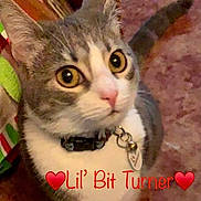 Lil Bit is registered to the contest to win money with this photo: animal, carpet, cat, close_up, collar, curious, cute, domestic_animal, feline, gray_cat, heart, indoor, looking_up, pet, portrait, sitting, tag, text_overlay, white_cat, wide_eyes