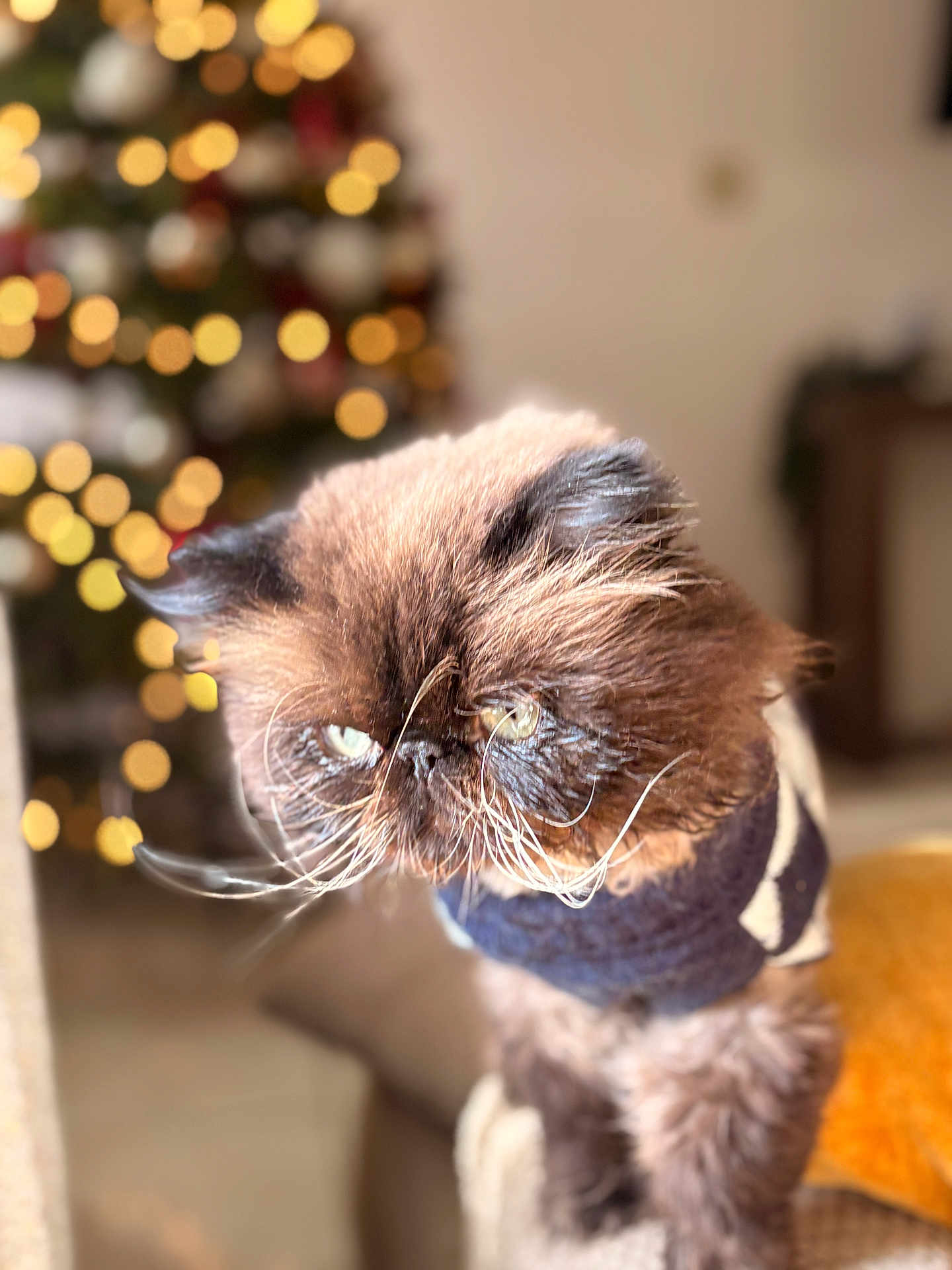 Poh joined the competition — help win amazing prizes! cat, fluffy, sweater, indoor, holiday_lights, bokeh, pet, feline, whiskers, brown_fur, close_up, cozy, expression, portrait, domestic_animal, cute, animal, holiday_decor, warm_lighting, furry