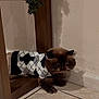 Poh is registered to the contest to win money with this photo: cat, pet, sweater, argyle, mirror, wood, tile_floor, shadow, wall, indoor, curious, fur, dark_face, whiskers, cozy, decor, greenery, corner, cute, animal