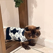 Poh joined the competition — help win amazing prizes! cat, fluffy, sweater, argyle, indoor, tile_floor, mirror, wooden_frame, shadow, wall, pet, feline, brown, black, white, cute, clothing, animal, portrait, cozy