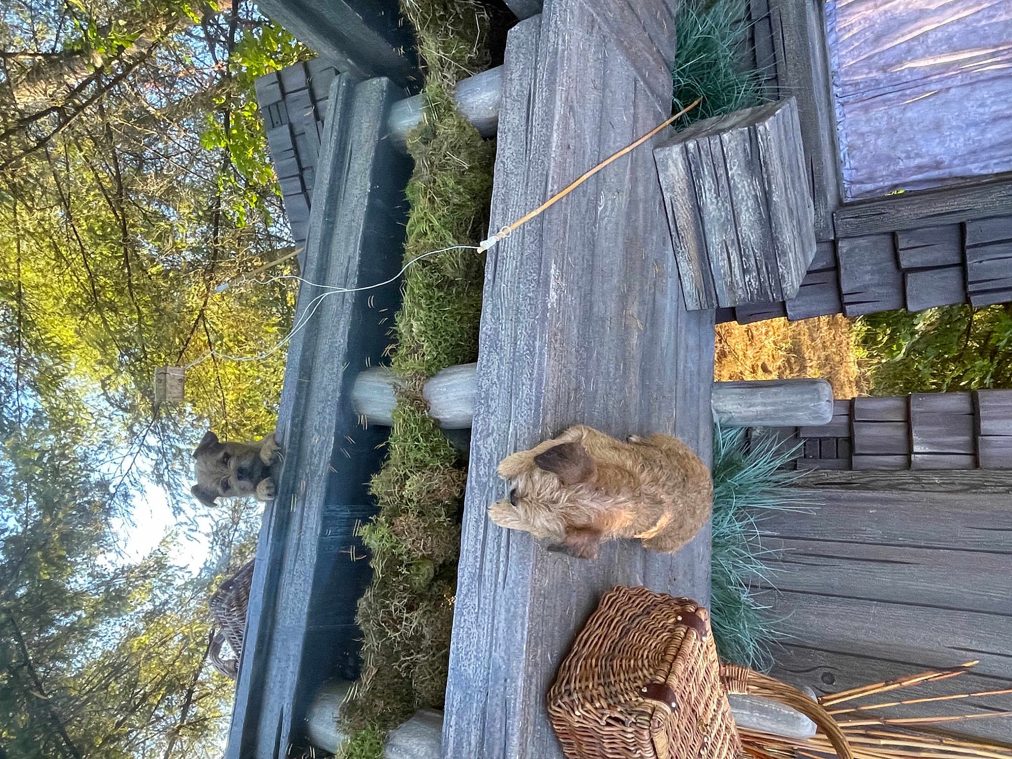 Benji