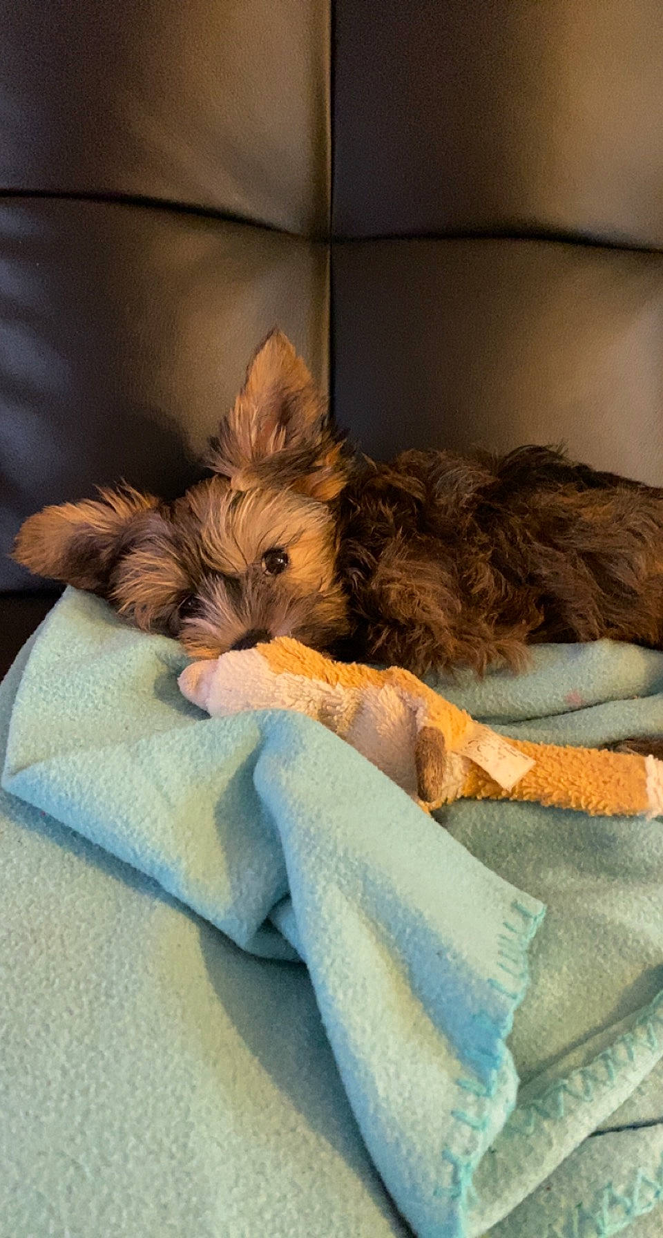 Théodore a rejoint le concours — aidez-le/la à gagner de superbes lots ! bed, bed_sheet, bedding, canidae, carnivore, comfort, companion_dog, dog, dog_breed, dog_supply, duvet, fawn, felidae, fur, linens, nap, small_to_medium_sized_cats, sporting_group, toy_dog, whiskers