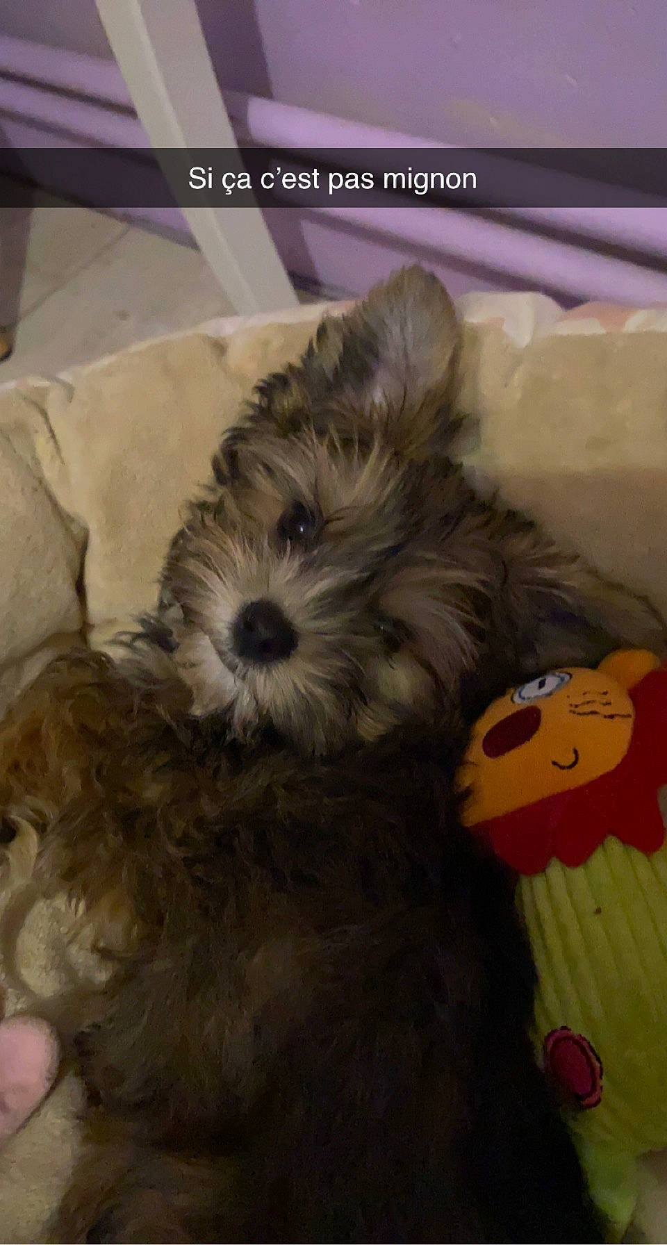 Théodore a rejoint le concours — aidez-le/la à gagner de superbes lots ! art, canidae, carnivore, companion_dog, dog, dog_breed, dog_supply, fur, liver, maltepoo, mammal, non_sporting_group, shih_tzu, small_terrier, sporting_group, terrestrial_animal, terrier, toy, toy_dog, working_animal