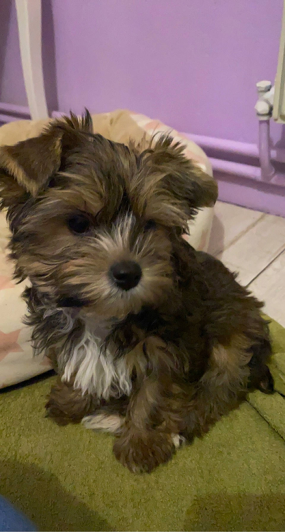 Théodore a rejoint le concours — aidez-le/la à gagner de superbes lots ! biewer_terrier, canidae, carnivore, companion_dog, dog, dog_breed, flooring, fur, liver, maltepoo, puppy, small_terrier, snout, sporting_group, terrestrial_animal, terrier, tile_flooring, toy_dog, working_animal, yorkipoo