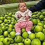 baby, infant, green_apples, fruit, crate, outdoor, garden, orchard, child, person, pink_clothing, striped_shirt, hand, nature, produce, harvest, cute, serious_face, sitting, fresh