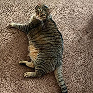 Isabella joined the competition — help win amazing prizes! carpet, cat, chubby, domestic_cat, feline, fur, green_eyes, home_interior, indoor, looking_at_camera, lounging, lying_down, paws, pet, portrait, relaxed, stripes, tabby_cat, tail, whiskers