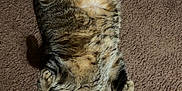 Isabella joined the competition — help win amazing prizes! belly_up, carpet, cat, chubby_cat, cute, domestic_cat, ears, fluffy, fur, indoor, looking_at_camera, lying_on_back, paws, pet, portrait, relaxed, sleepy, striped, tabby, whiskers