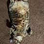 belly_up, carpet, cat, chubby_cat, cute, domestic_cat, ears, fluffy, fur, indoor, looking_at_camera, lying_on_back, paws, pet, portrait, relaxed, sleepy, striped, tabby, whiskers