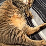 Isabella is registered to the contest to win money with this photo: bed, bedding, bedroom, blanket, cat, closeup, cozy, domestic_cat, fur, indoor, nap, paw, pet, relaxed, sleeping, striped_bedding, striped_pattern, tabby_cat, tail, whiskers