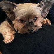 Buster joined the competition — help win amazing prizes! dog, pet, small_dog, fluffy, ears, resting, closeup, animal, cute, furry, brown, relaxed, indoor, black_clothing, human_arm, paws, face, companion, cozy, comfort