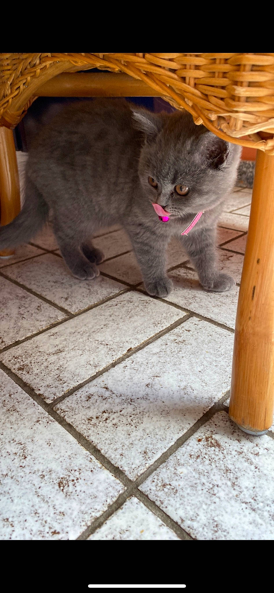 Luna a rejoint le concours — aidez-le/la à gagner de superbes lots ! carnivore, cat, cat_toy, curious, domestic_short_haired_cat, fawn, felidae, flooring, fur, grey, hardwood, paw, road_surface, sitting, small_to_medium_sized_cats, snout, tail, terrestrial_animal, whiskers, wood