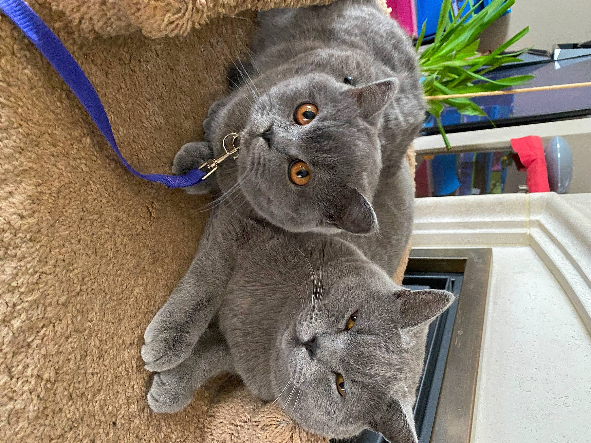 Luna a rejoint le concours — aidez-le/la à gagner de superbes lots ! art, carnivore, cat, claw, domestic_short_haired_cat, electric_blue, felidae, fur, grey, houseplant, paw, plant, russian_blue, small_to_medium_sized_cats, snout, stuffed_toy, tail, thread, whiskers, wool