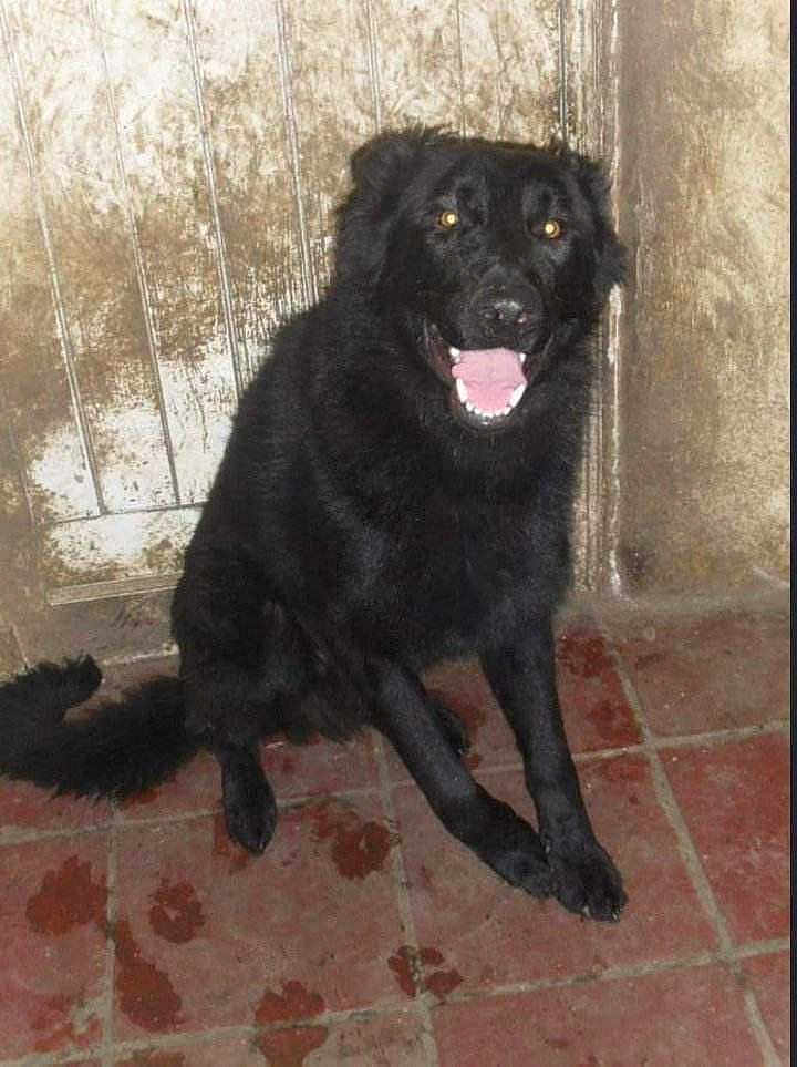 Baloo
