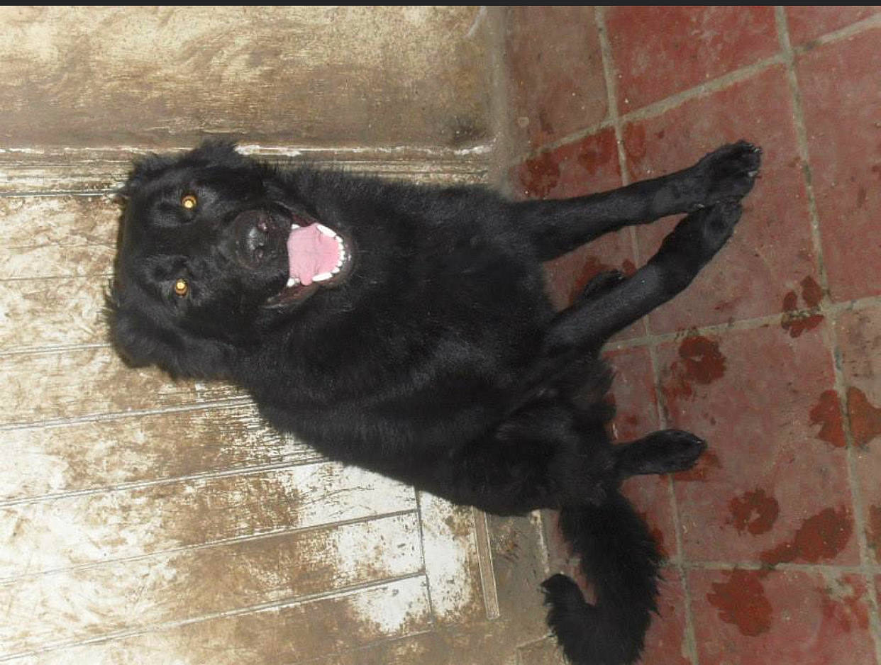 Baloo participe au concours pour gagner de l'argent avec cette photo : black_cat, canidae, carnivore, cat, claw, dog_breed, domestic_short_haired_cat, felidae, flooring, foot, fur, paw, shadow, small_to_medium_sized_cats, snout, tail, terrestrial_animal, tints_and_shades, whiskers, working_animal