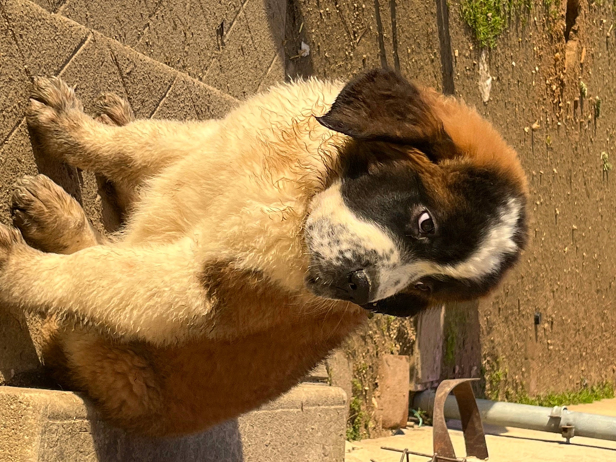 Sandy a rejoint le concours — aidez-le/la à gagner de superbes lots ! fawn, fur, natural_material, panda, paw, plant, snout, terrestrial_animal, wildlife, working_animal