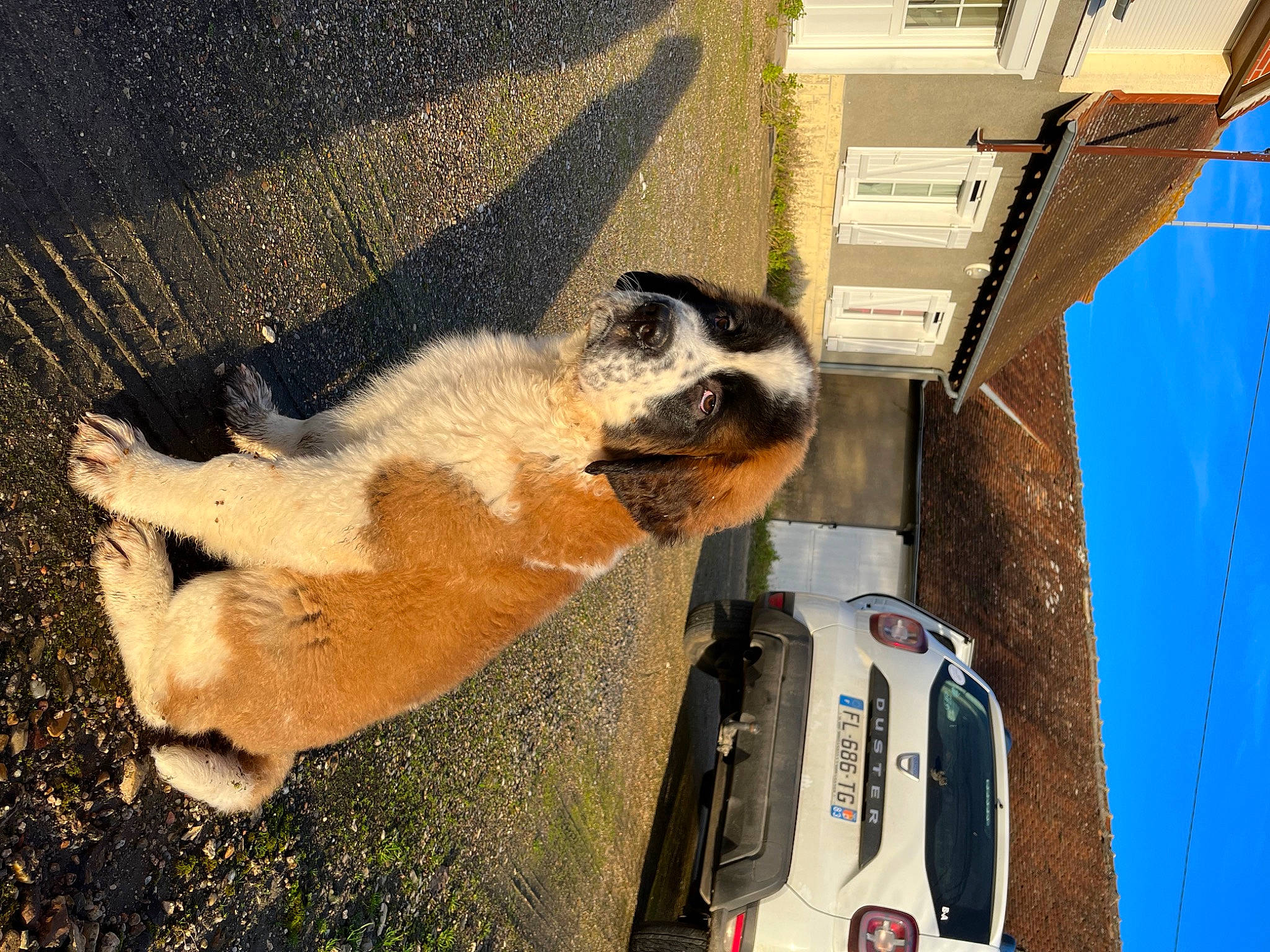 Sandy participe au concours pour gagner de l'argent avec cette photo : automotive_exterior, automotive_lighting, automotive_tail_brake_light, car, carnivore, companion_dog, dog, dog_breed, fawn, fender, hood, motor_vehicle, sporting_group, sunglasses, tail, trunk, vehicle, vehicle_door, vehicle_registration_plate, window